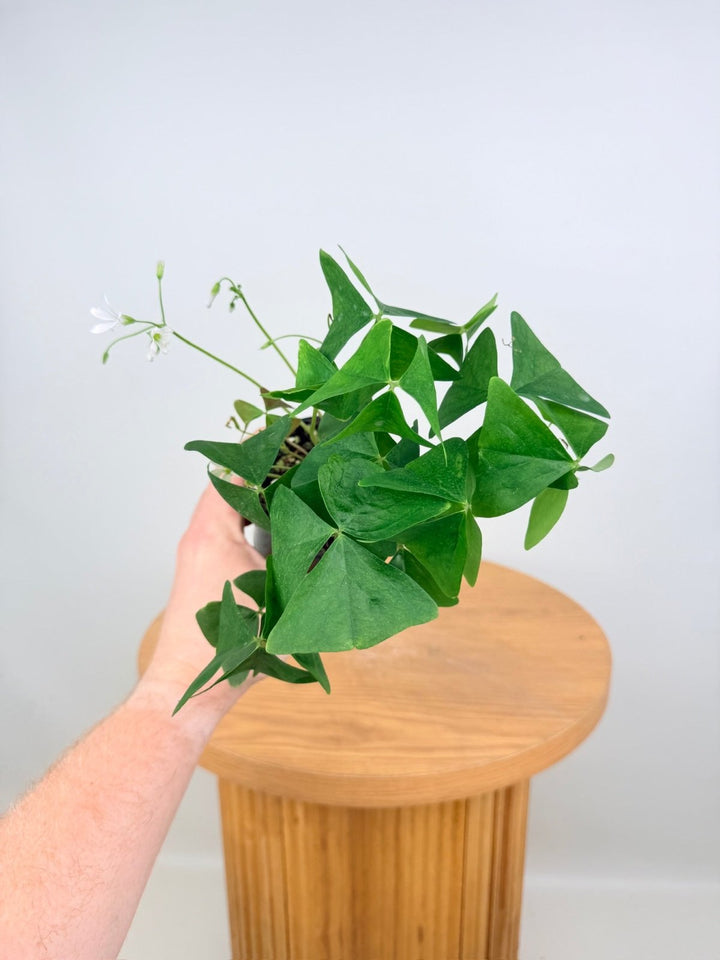 Oxalis Triangularis - Green | Uprooted