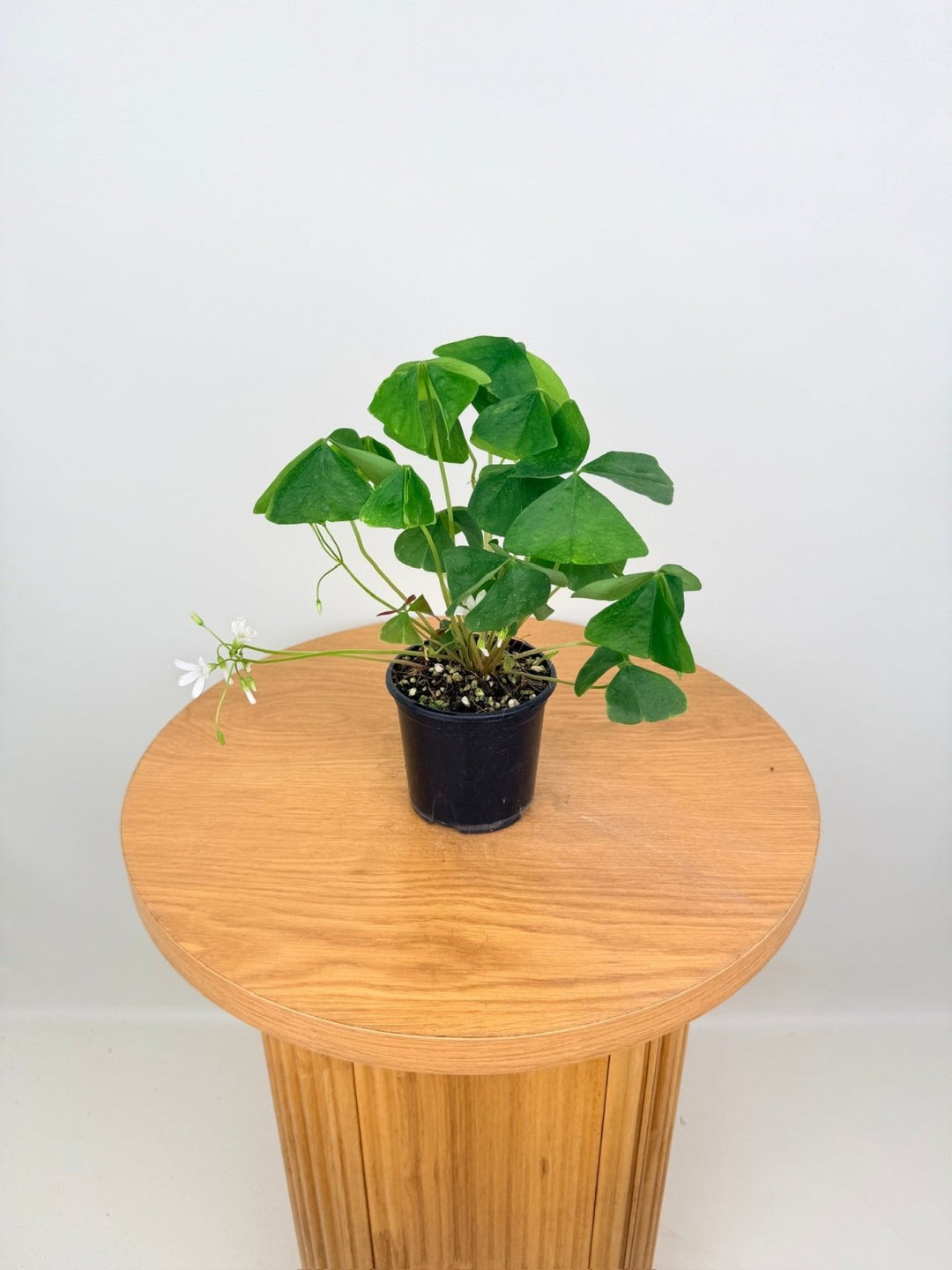 Oxalis Triangularis - Green | Uprooted