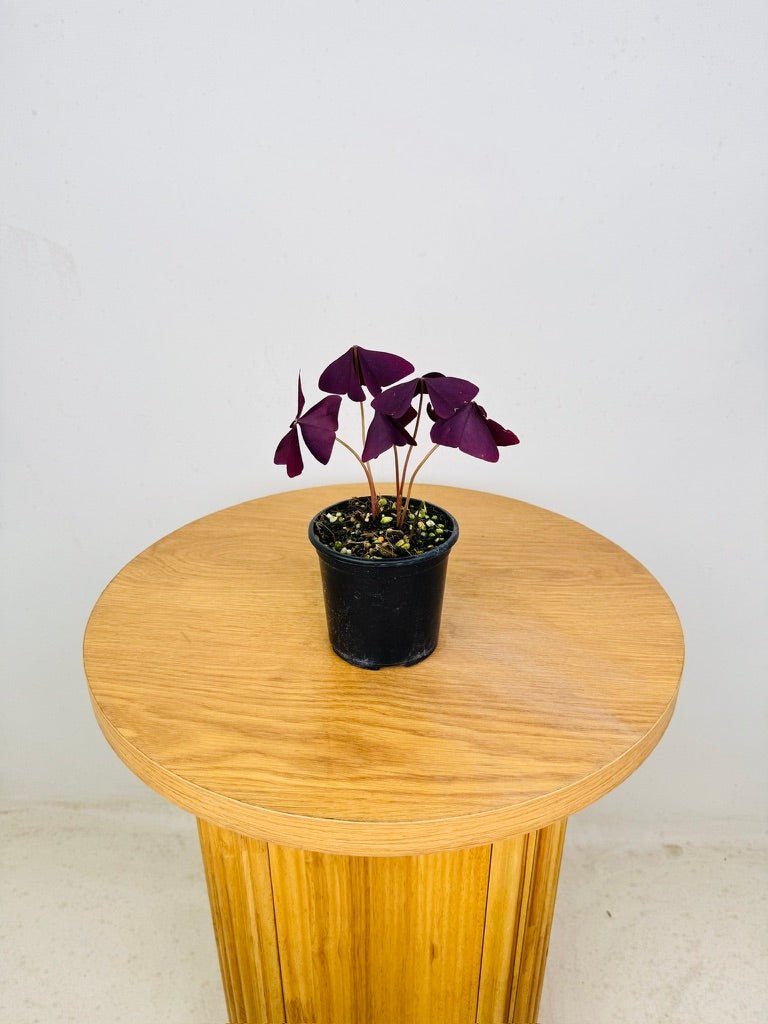 Oxalis Triangularis - Mijke | Uprooted