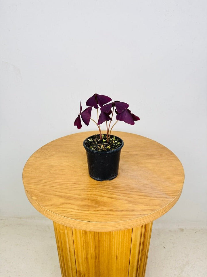 Oxalis Triangularis - Mijke | Uprooted