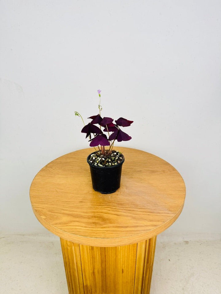 Oxalis Triangularis - Mijke | Uprooted