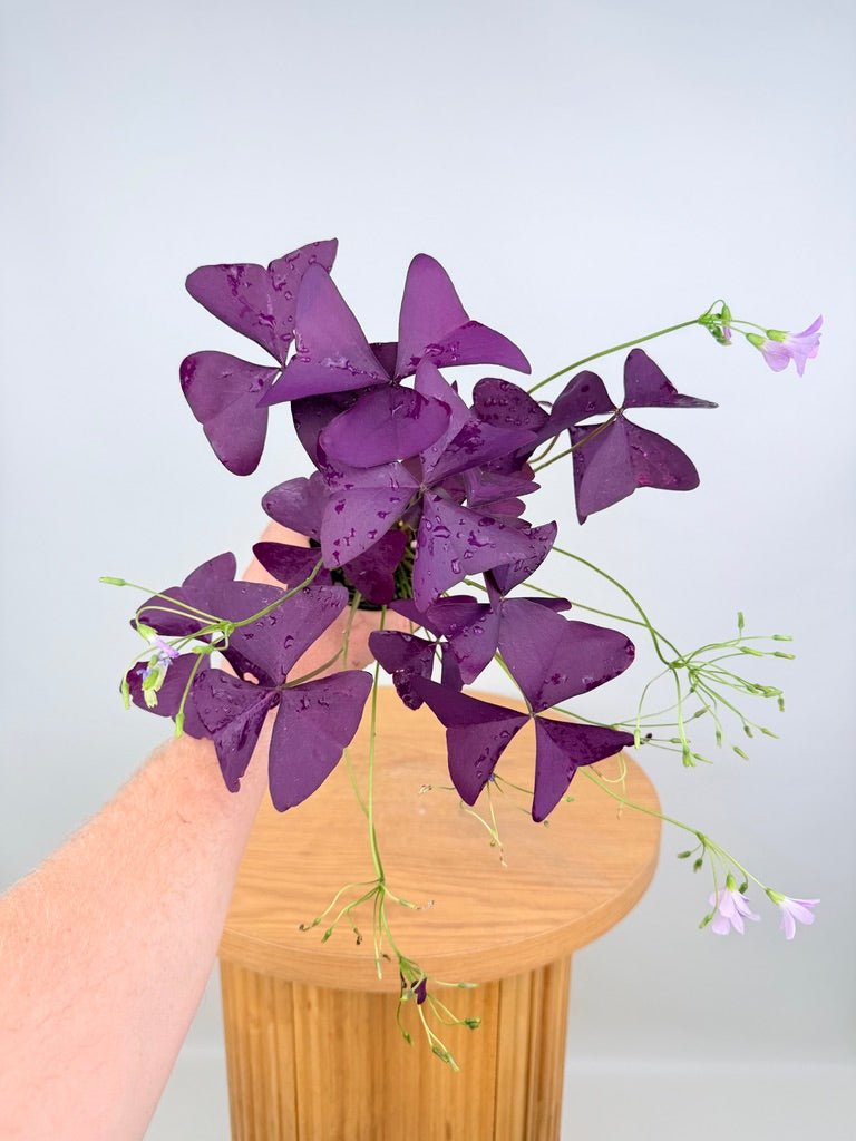 Oxalis Triangularis - Mijke | Uprooted