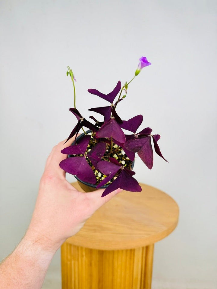 Oxalis Triangularis - Mijke | Uprooted
