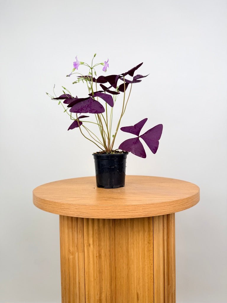 Oxalis Triangularis - Mijke | Uprooted