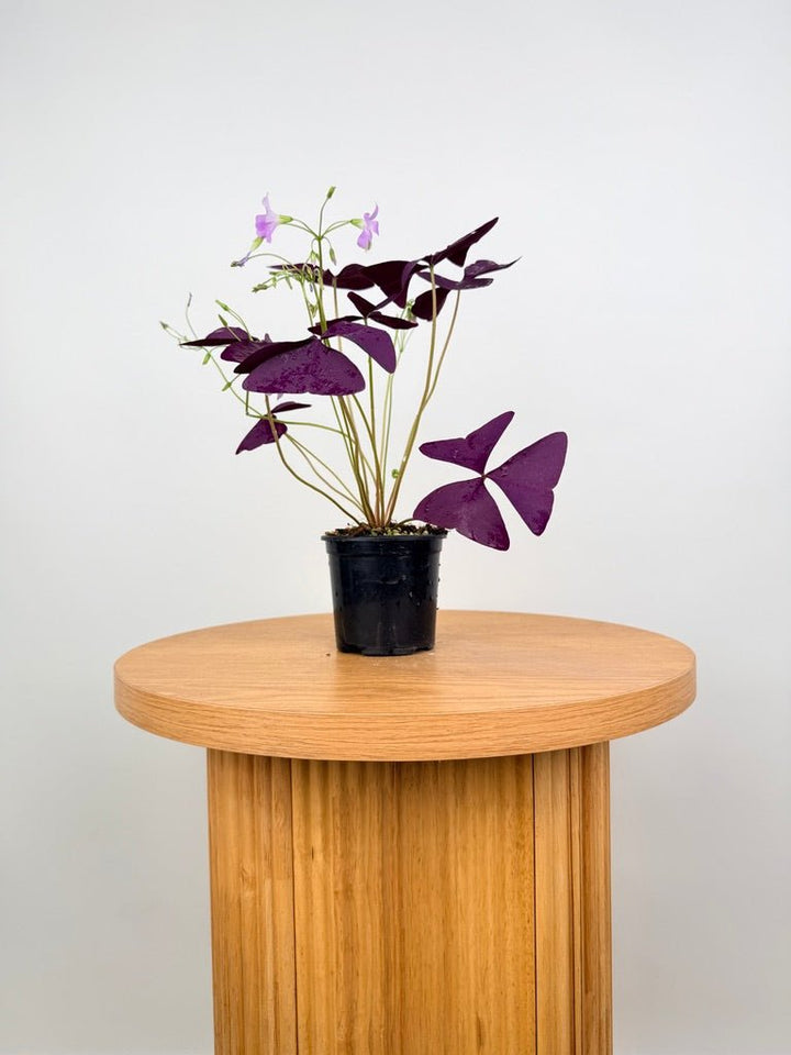 Oxalis Triangularis - Mijke | Uprooted