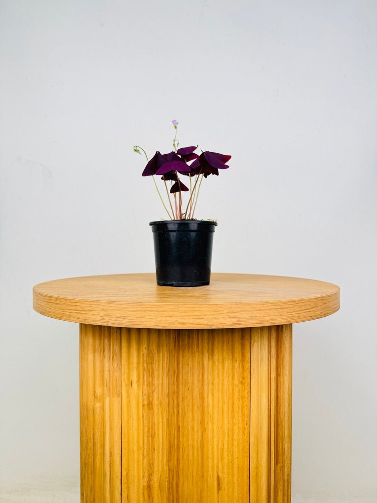 Oxalis Triangularis - Mijke | Uprooted
