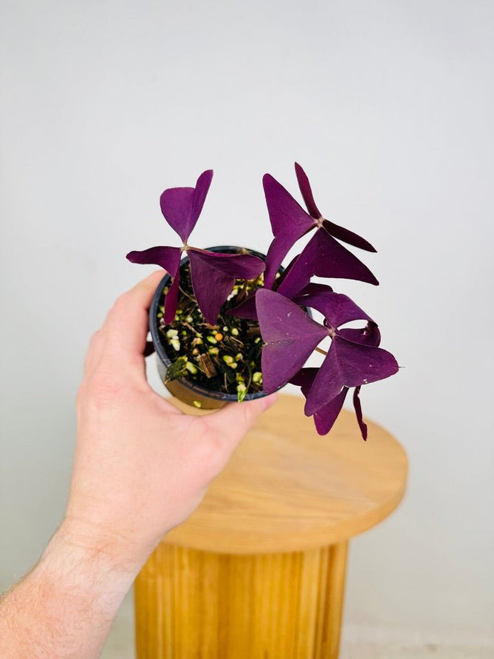 Oxalis Triangularis - Mijke | Uprooted