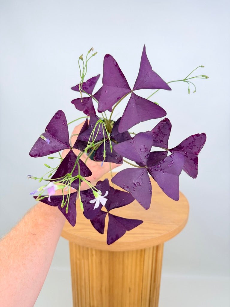 Oxalis Triangularis - Mijke | Uprooted