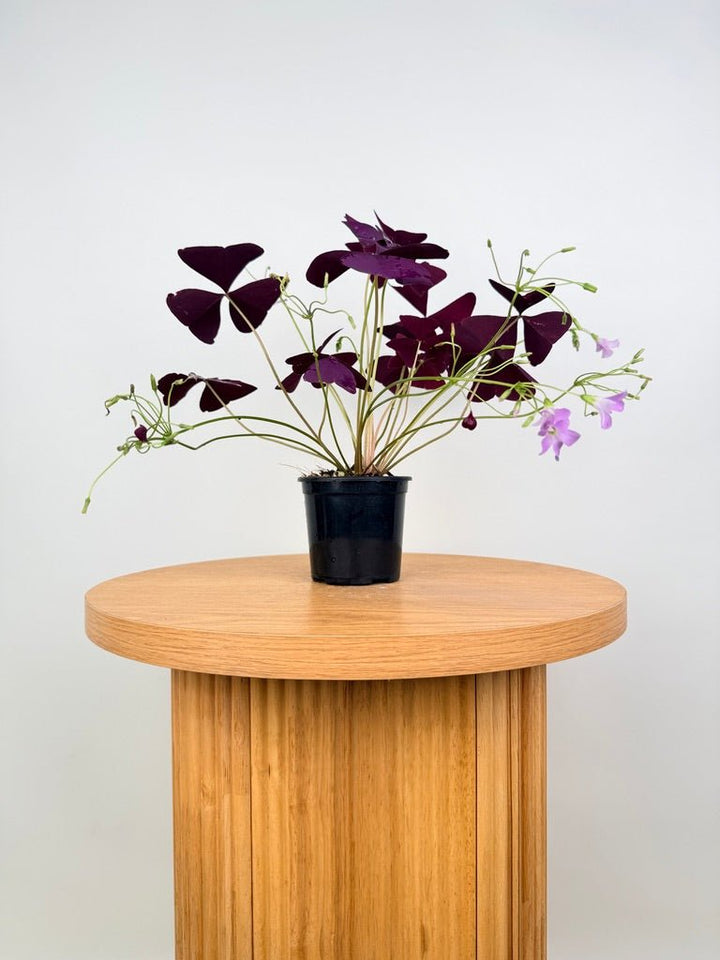 Oxalis Triangularis - Mijke | Uprooted