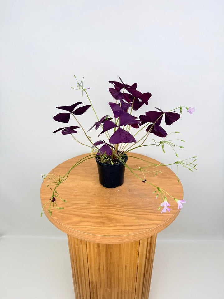 Oxalis Triangularis - Mijke | Uprooted