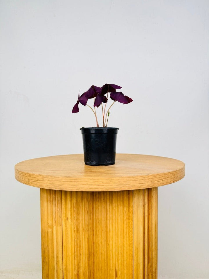 Oxalis Triangularis - Mijke | Uprooted