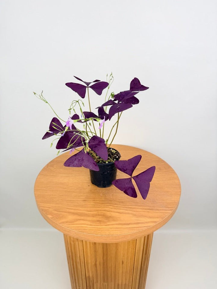 Oxalis Triangularis - Mijke | Uprooted