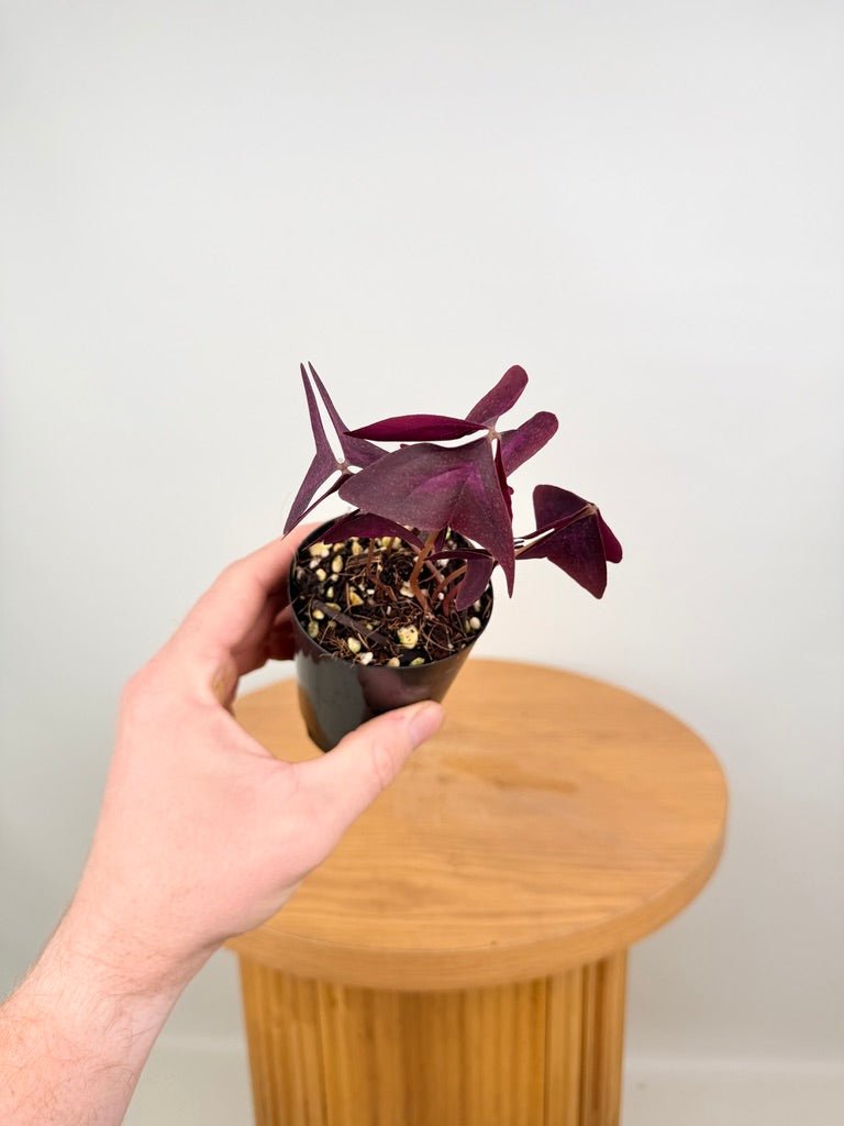 Oxalis Triangularis - Sunny | Uprooted