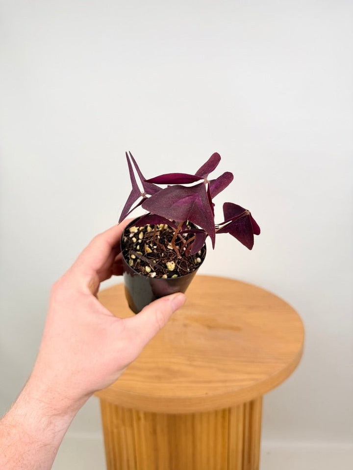 Oxalis Triangularis - Sunny | Uprooted