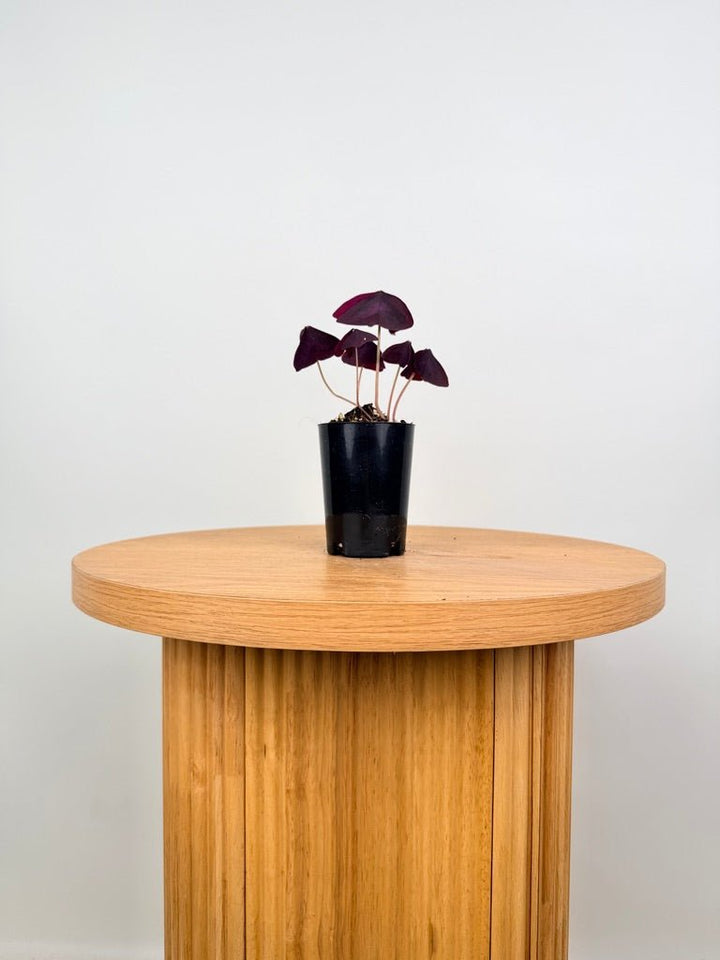 Oxalis Triangularis - Sunny | Uprooted