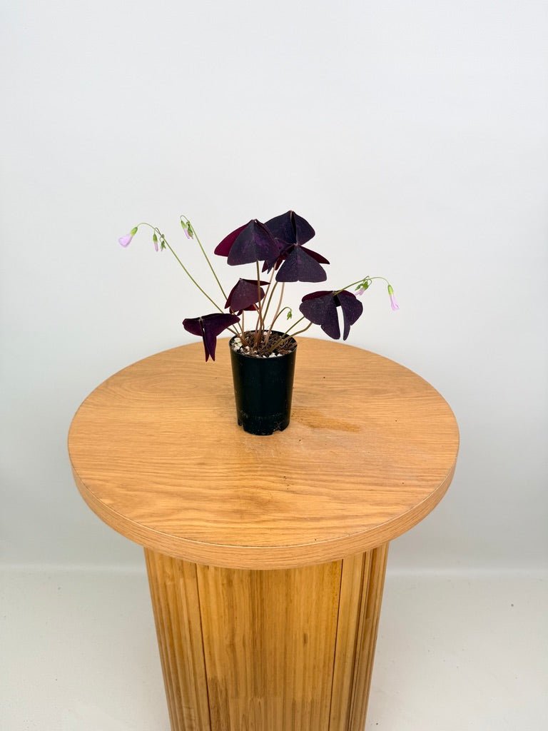 Oxalis Triangularis - Sunny | Uprooted