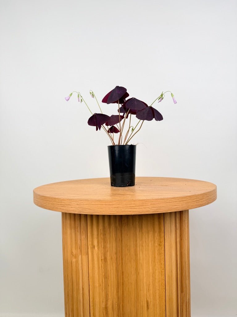 Oxalis Triangularis - Sunny | Uprooted