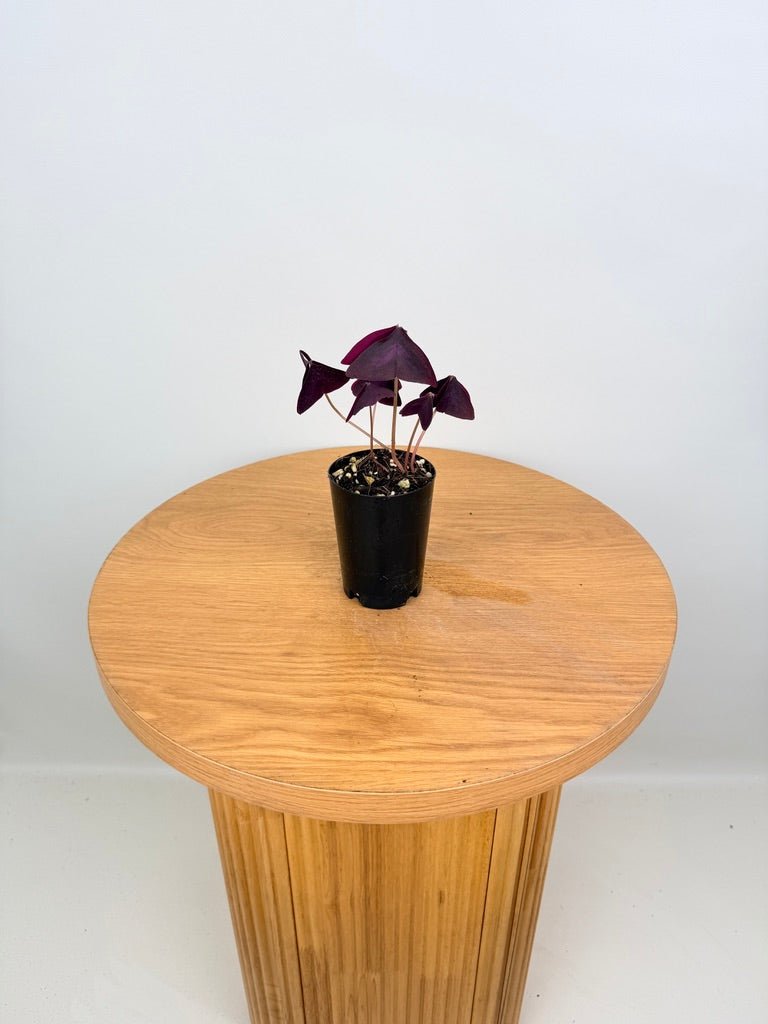 Oxalis Triangularis - Sunny | Uprooted