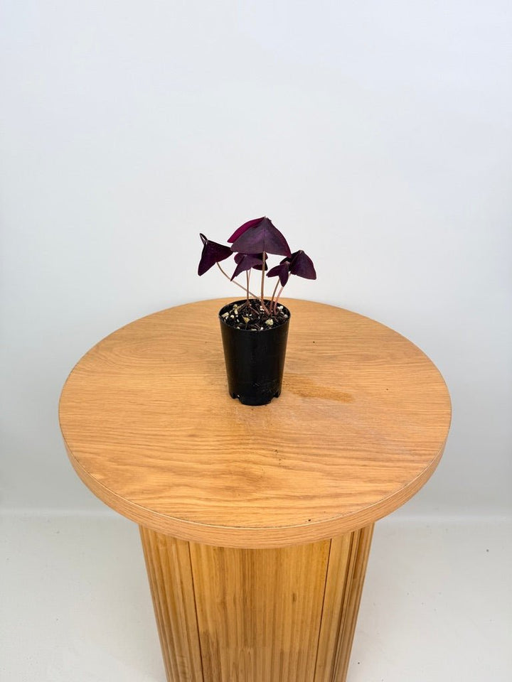 Oxalis Triangularis - Sunny | Uprooted