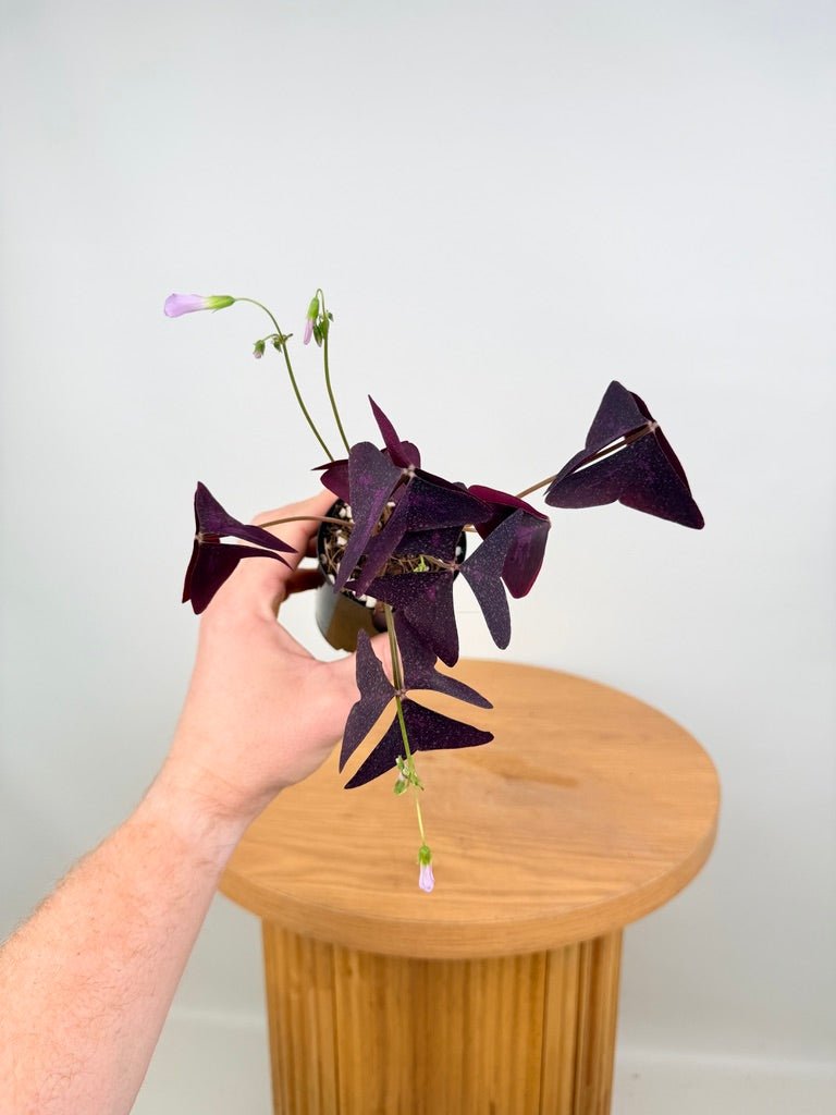 Oxalis Triangularis - Sunny | Uprooted