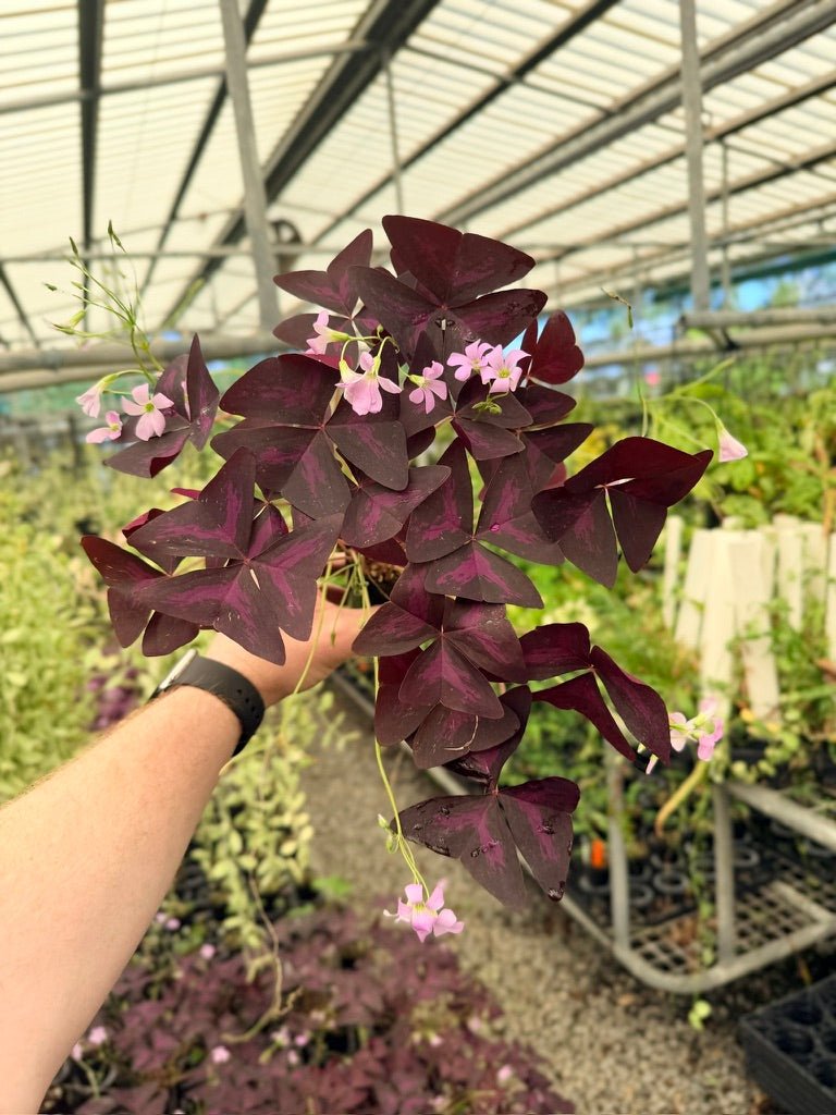 Oxalis Triangularis - Sunny | Uprooted