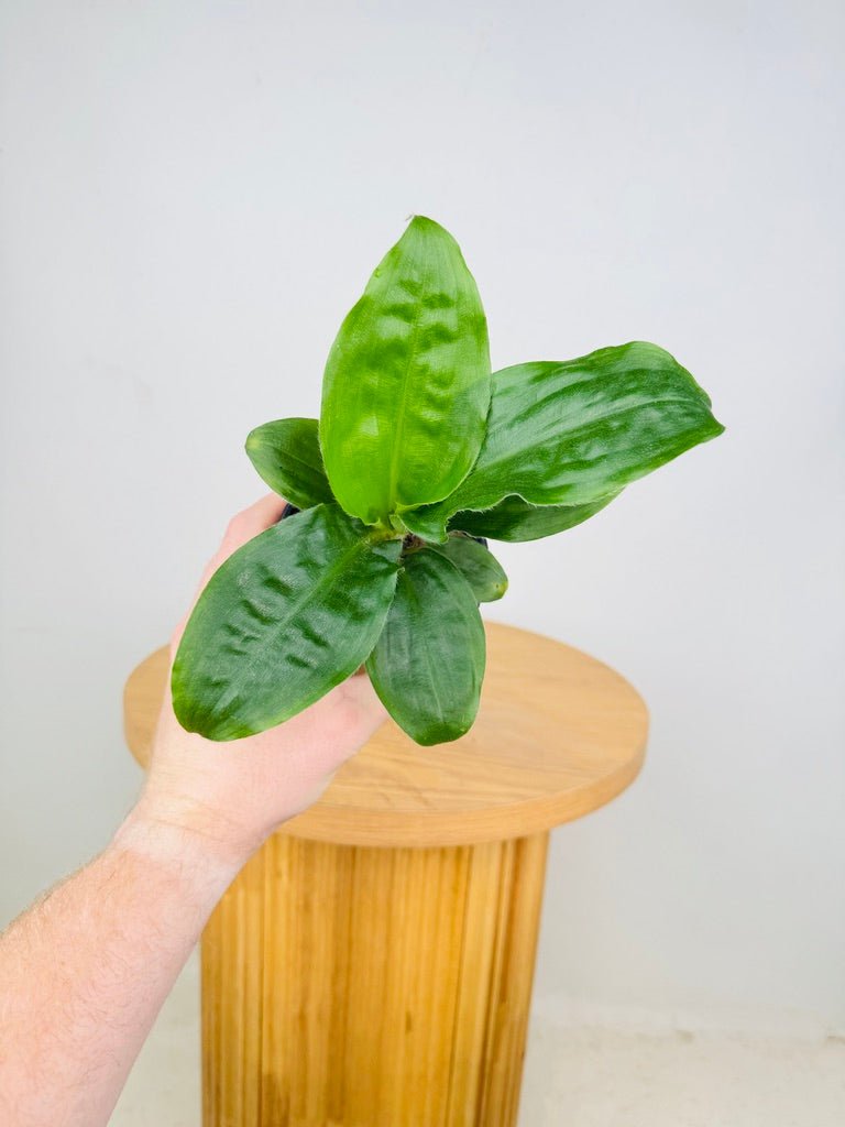 Palisota Bracteosa - Green | Uprooted
