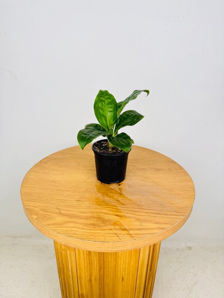 Palisota Bracteosa - Green | Uprooted
