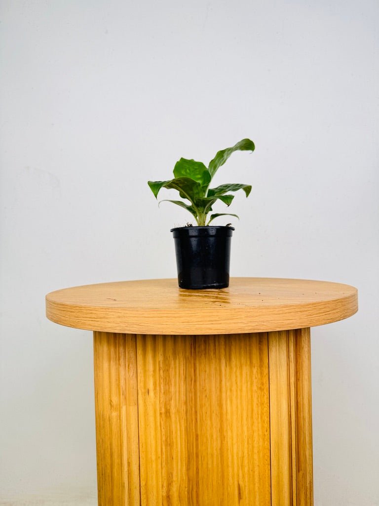 Palisota Bracteosa - Green | Uprooted