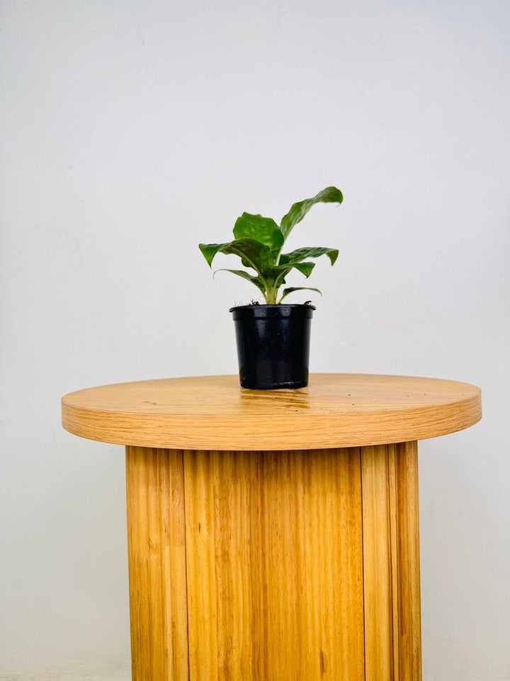 Palisota Bracteosa - Green | Uprooted