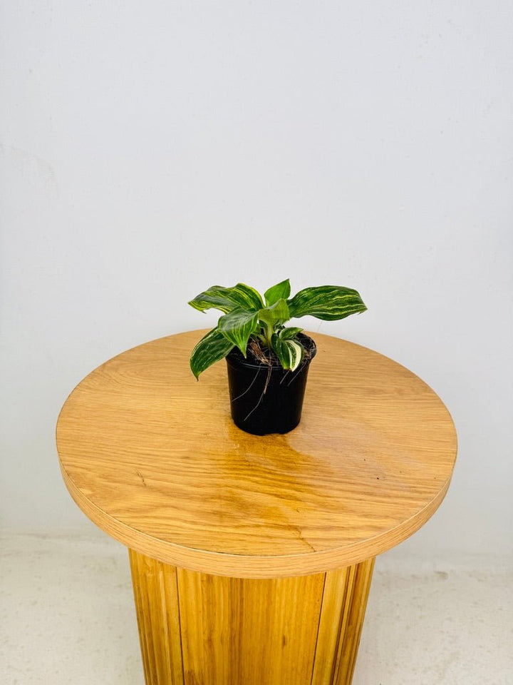 Palisota Bracteosa - Variegated | Uprooted