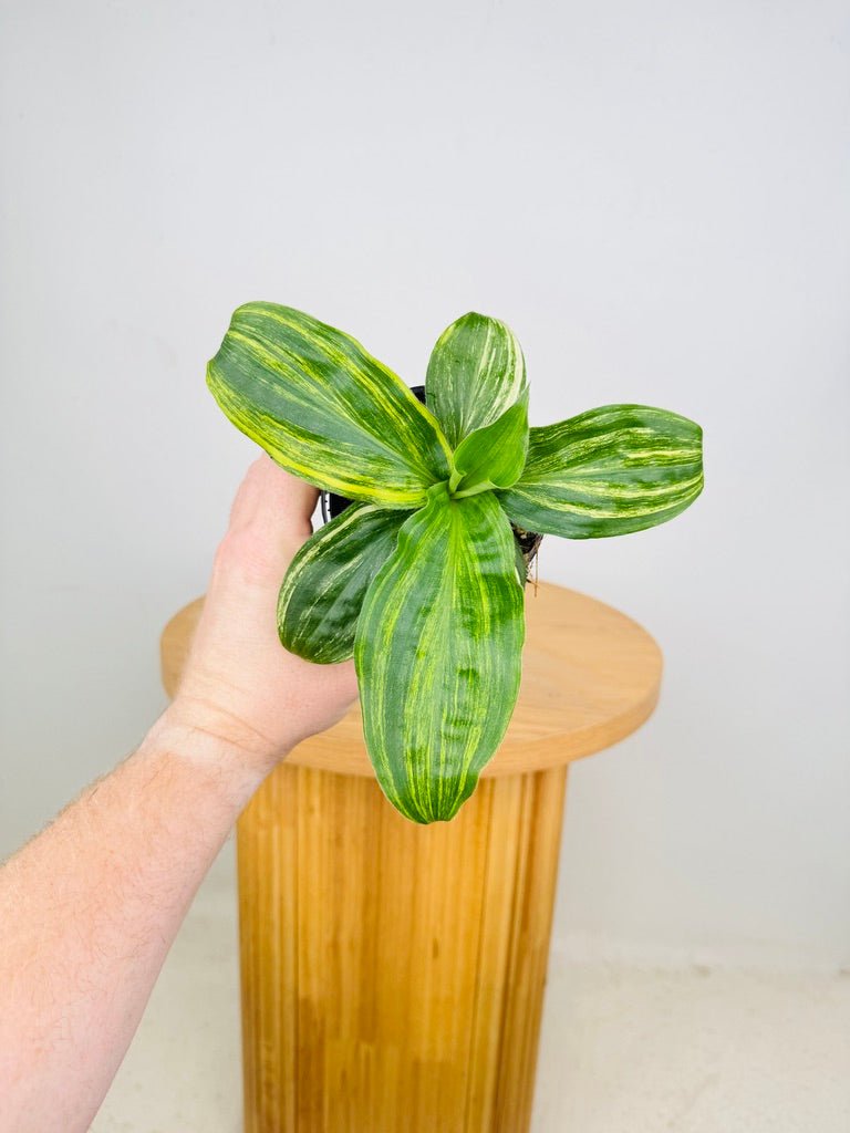 Palisota Bracteosa - Variegated | Uprooted
