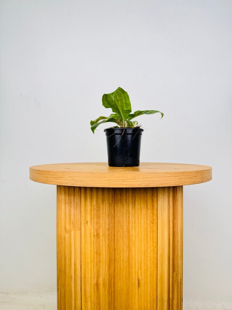 Palisota Bracteosa - Variegated | Uprooted