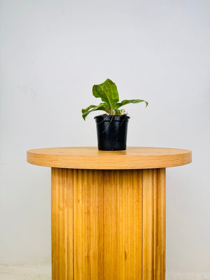 Palisota Bracteosa - Variegated | Uprooted