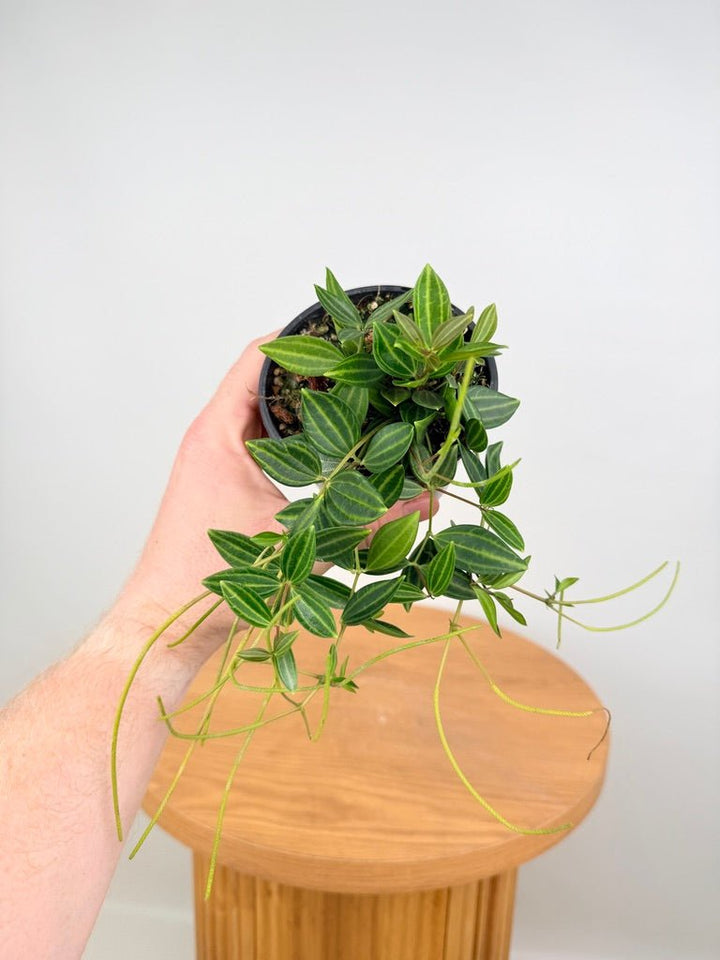 Peperomia Angulata Rocca Verde | Uprooted