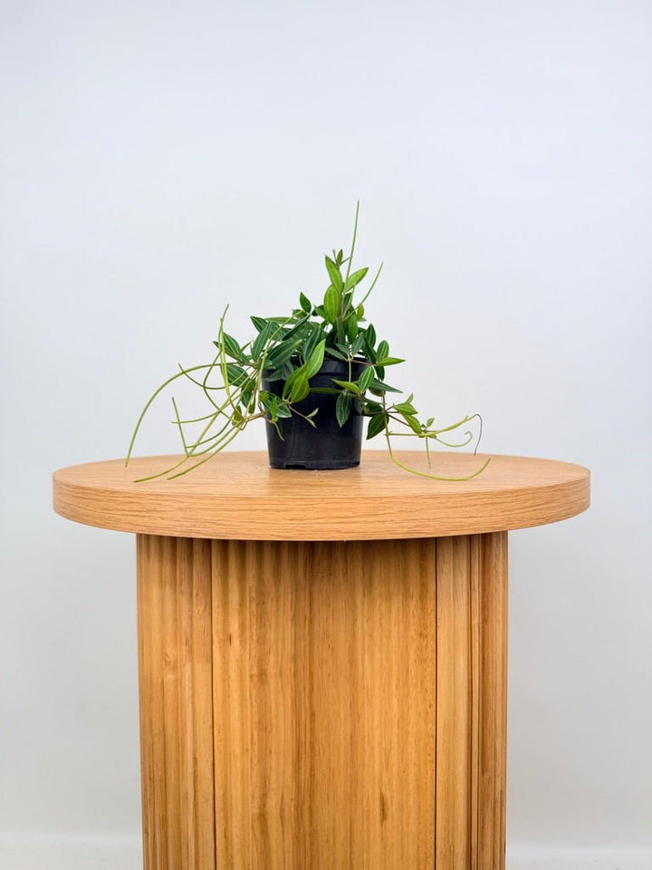 Peperomia Angulata Rocca Verde | Uprooted