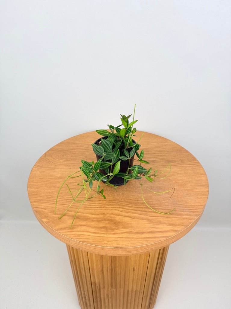 Peperomia Angulata Rocca Verde | Uprooted