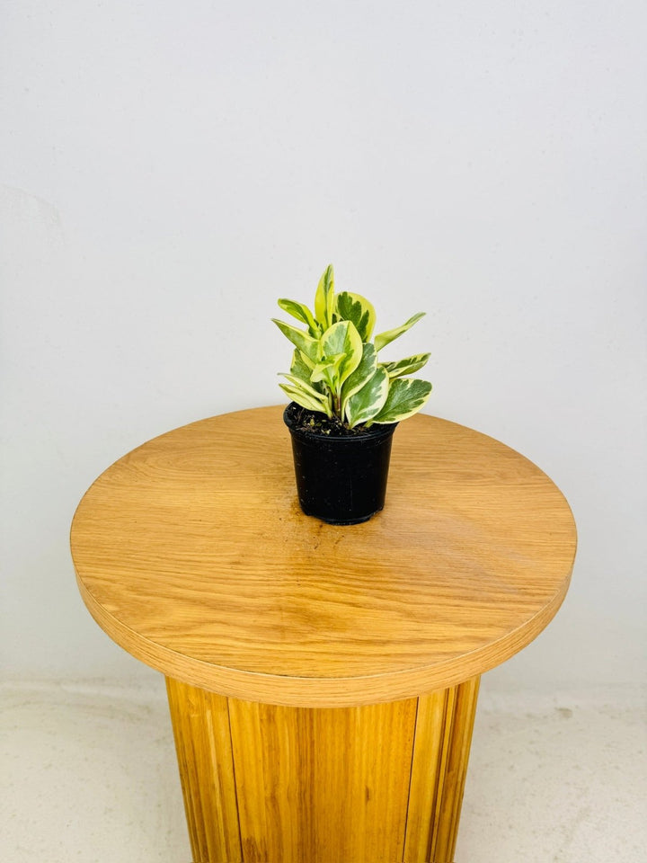 Peperomia Obtusifolia Albomarginata | Uprooted