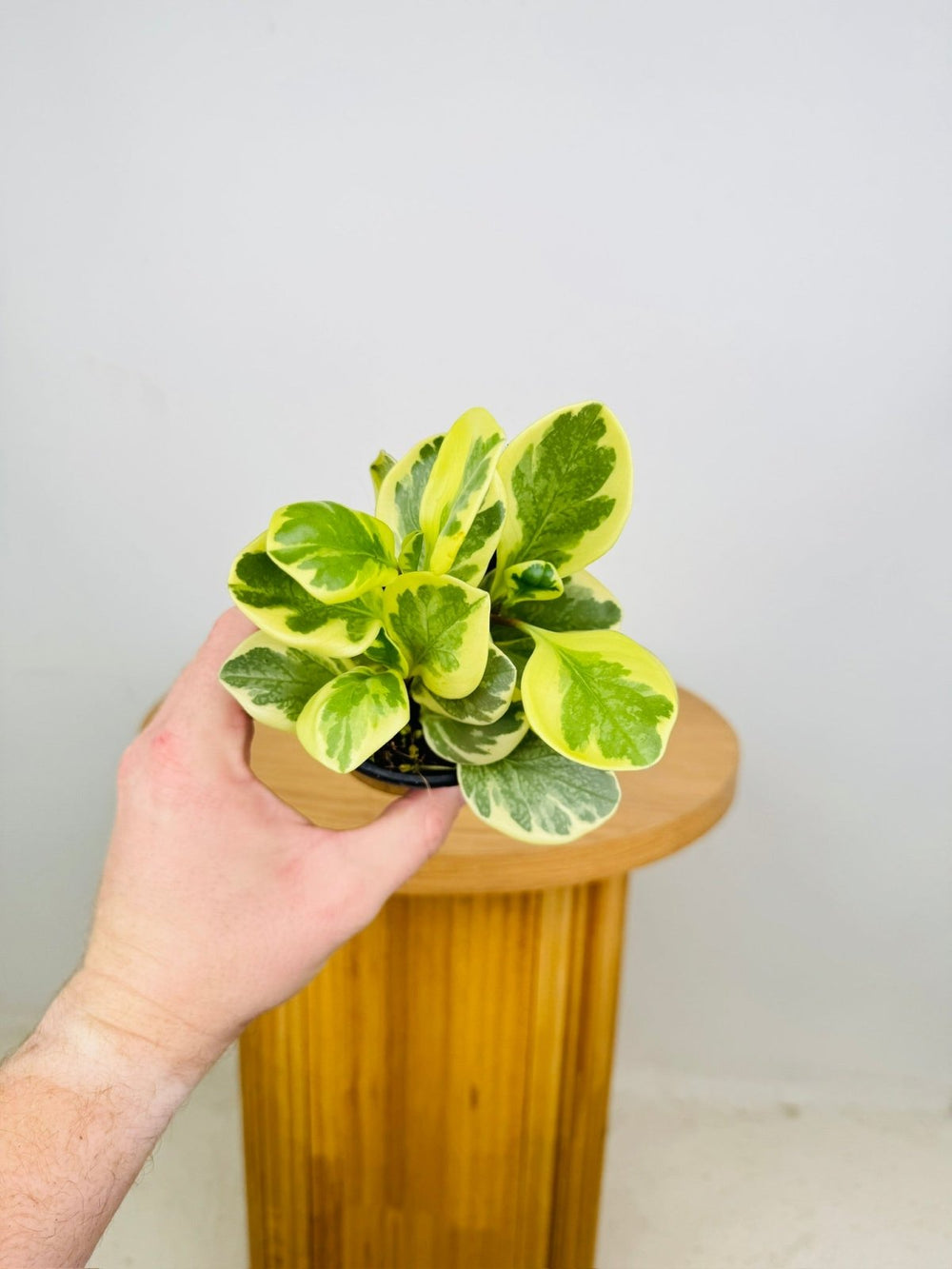 Peperomia Obtusifolia Albomarginata | Uprooted