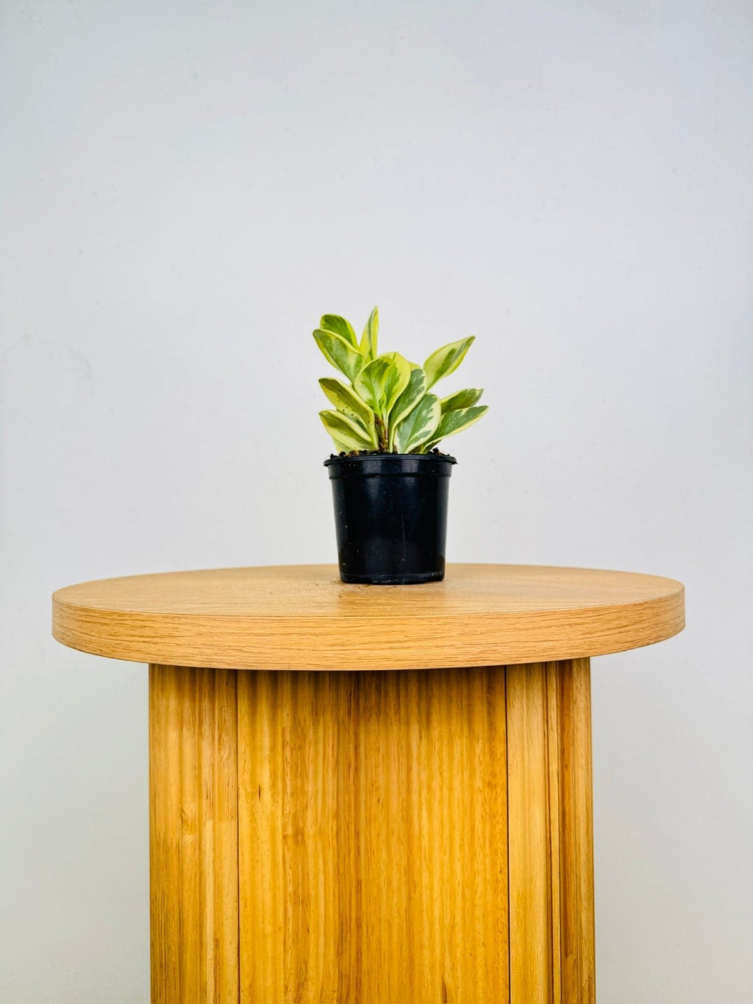Peperomia Obtusifolia Albomarginata | Uprooted