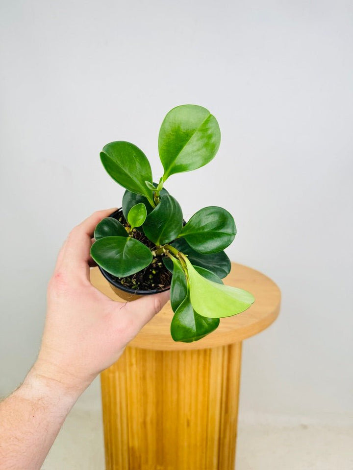 Peperomia Obtusifolia Jade | Uprooted