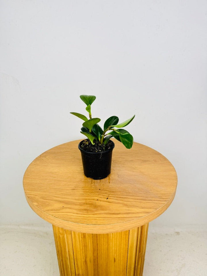 Peperomia Obtusifolia Jade | Uprooted