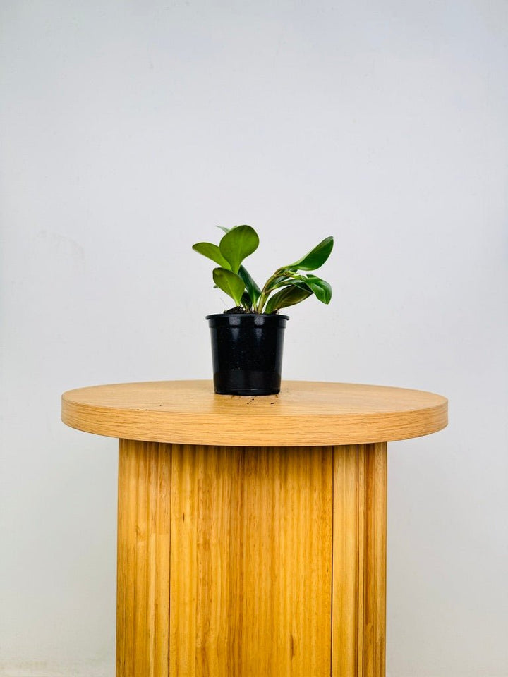 Peperomia Obtusifolia Jade | Uprooted