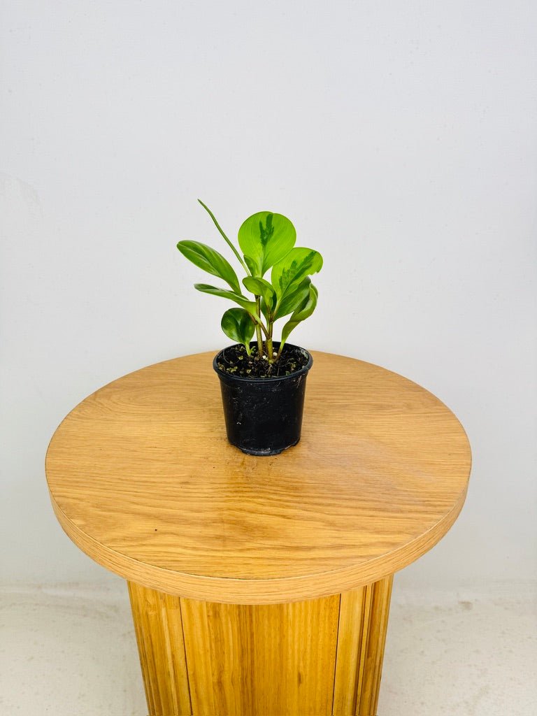 Peperomia Obtusifolia - Lemon Lime | Uprooted