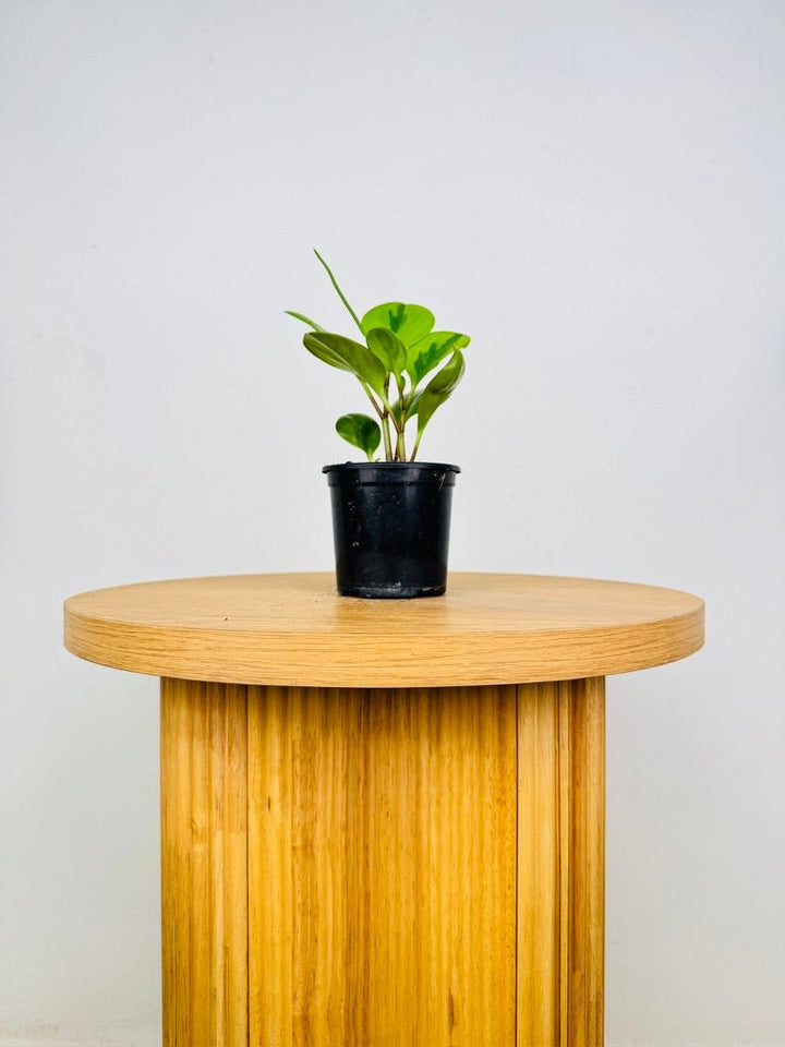 Peperomia Obtusifolia - Lemon Lime | Uprooted