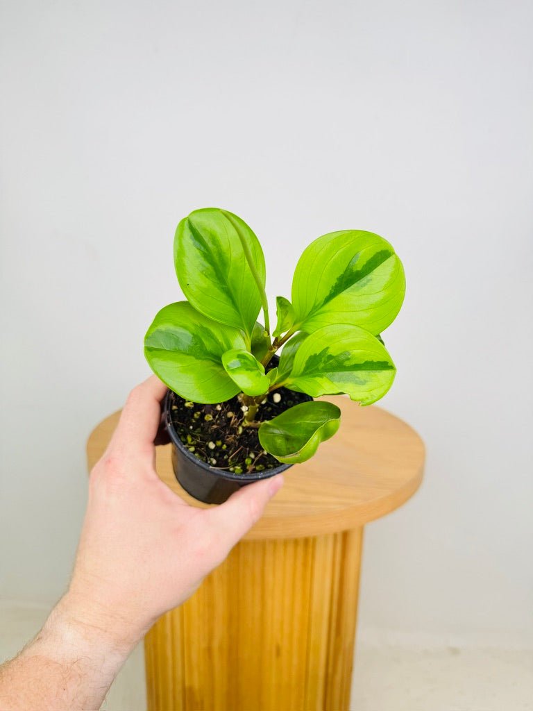 Peperomia Obtusifolia - Lemon Lime | Uprooted