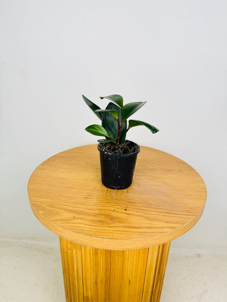 Peperomia Obtusifolia Red Edge | Uprooted
