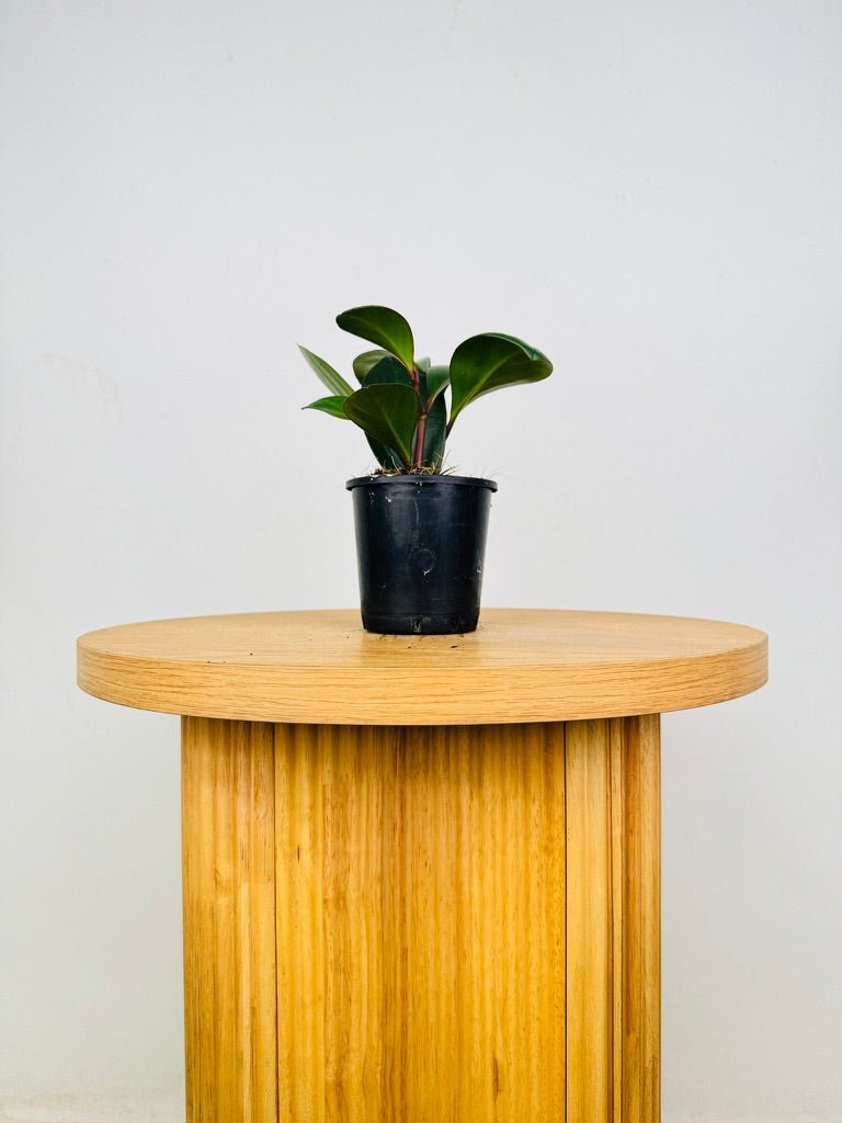 Peperomia Obtusifolia Red Edge | Uprooted