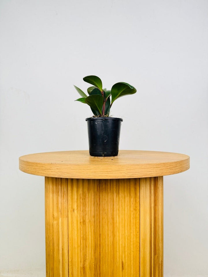 Peperomia Obtusifolia Red Edge | Uprooted
