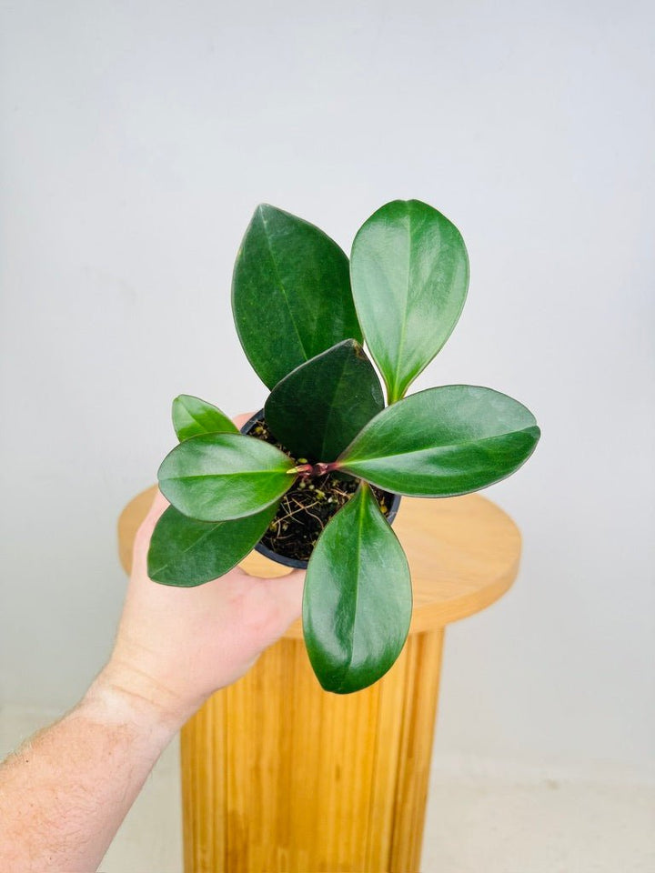 Peperomia Obtusifolia Red Edge | Uprooted