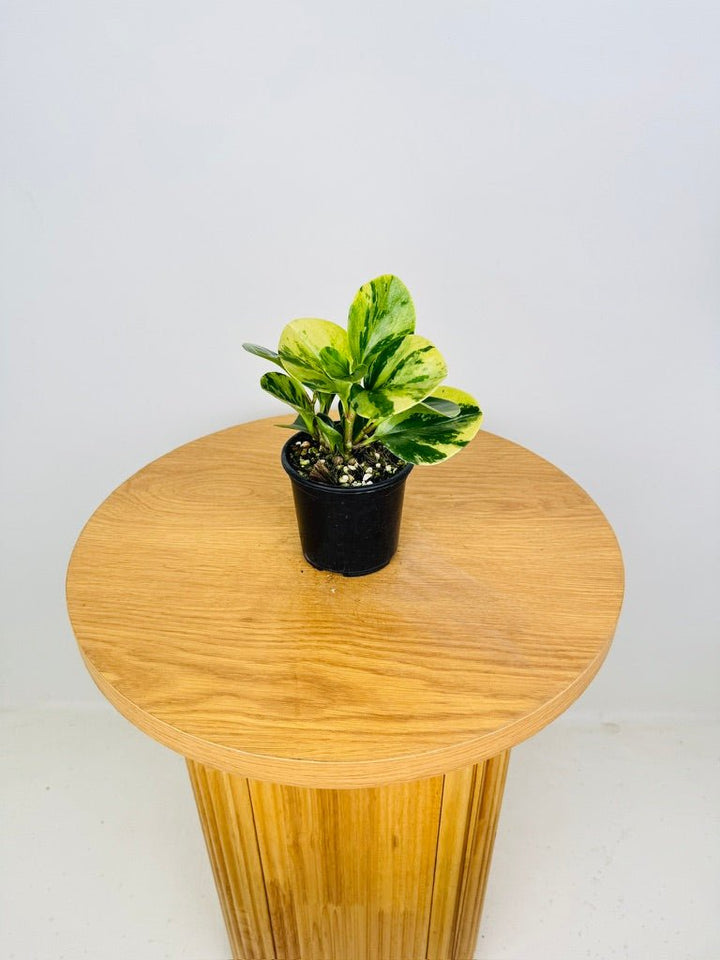 Peperomia Obtusifolia Variegated | Uprooted